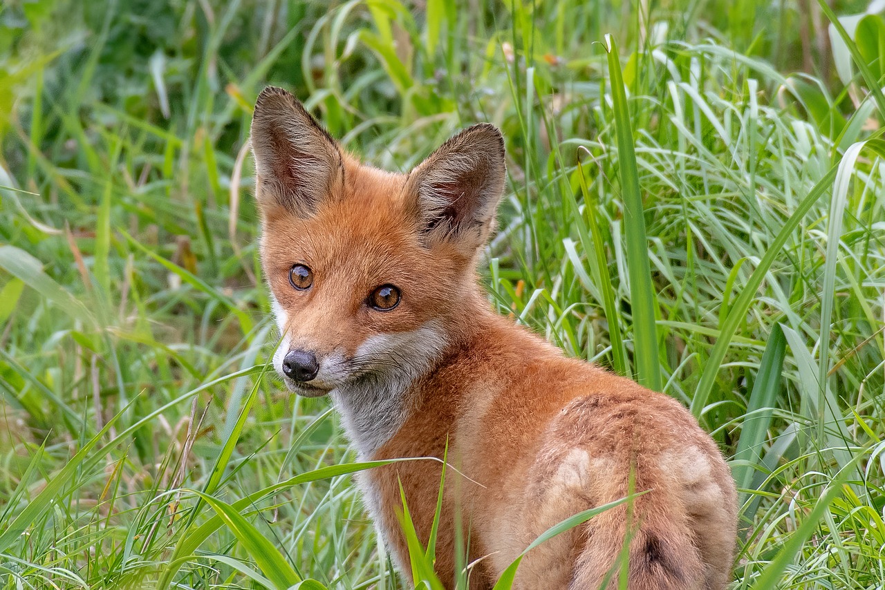 animal, fox, cub-7377696.jpg